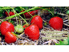 ������� ��������.jpg