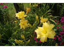 �������� ���� ����� ��� 150�.