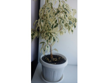 �������� 250