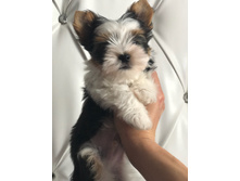 ����� ������