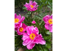 ���� ����������� ������� ����������