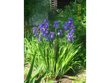 ���� ���������