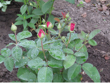 �����/���� ���� Heidi Klum.JPG