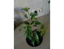 ������ - 250