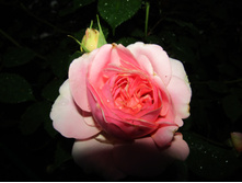 ���� Chippendale.JPG