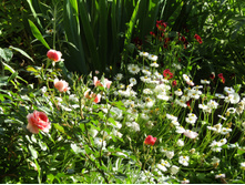 ���� Chippendale.JPG