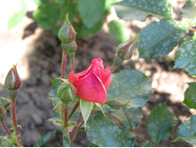 ���� Jazz.JPG