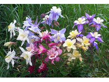 ��������� ��������� �������