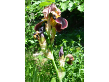 ���� Brasilia