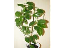 Hoya ciliat�