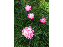 ���� 100�.