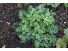 ������� 100�.