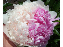 ���� ������ ��-250,70.jpg