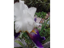 20180606 191439[1].jpg