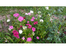 P 20180625 205242.jpg