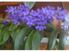 Fernwood`s Silhouett.JPG