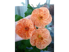 �������� "��������" (���� ����) - 200 ���.