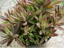 �������� ��������� ( Kalanchoe Tubiflora) -