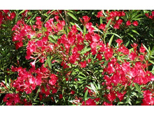 ������� ��� - 500 ���.