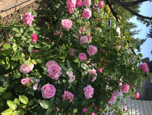 ���� ����