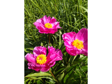 ���� ����������� ������� ����������