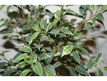 ���� - 150 ���