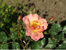 ���� Jazz.JPG