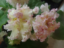 ��-����� ������.JPG