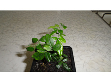 �������� �������� (�riphasia trifolia) - 180 ���. ���� 1 ����� !!!