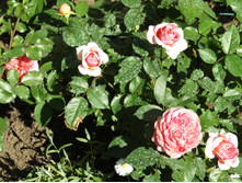 ���� Chippendale.JPG