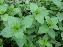 ���� ��������