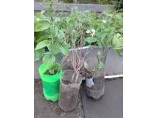 20180606 175122[1].jpg