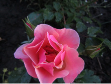 ���� Jazz.JPG