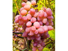 �������� �������� ������ �������� �2 294�