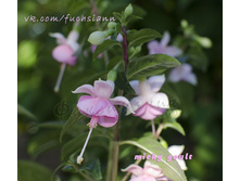 ������ Micky Goult