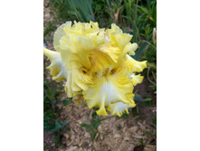 IMG 20180617 165457077.jpg