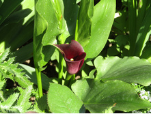 ����� ��� ����.JPG