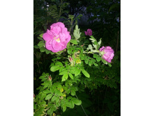 �������� ������������