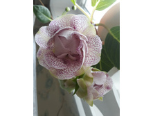 �� ���������