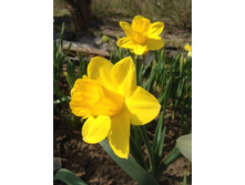 DUTCH MASTER (��� ������).JPG