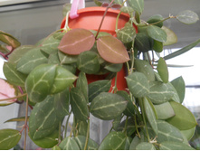 Dischidia Ovata.