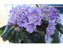 �� ������ ������.jpg