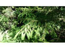 IMG 20180616 123445.jpg