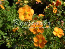 �������� ������������� "Tangerine 341�