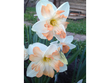 ����� ��������� ������.JPG