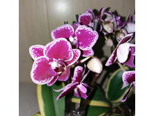 ���������� �����������  - 650 ���.