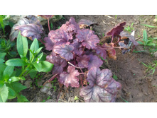 P 20180515 180719.jpg