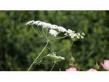 ���� ����� ������ �������