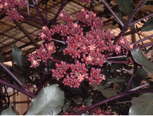 ���� ��������- ������ �������� �������� ..