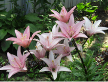 ����� �����.JPG